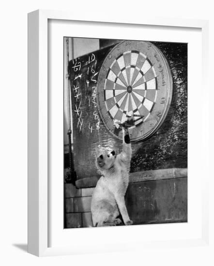 Clever Kitten is Snowball Pulls Darts out for Men of Royal Mint-null-Framed Photographic Print