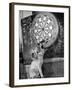 Clever Kitten is Snowball Pulls Darts out for Men of Royal Mint-null-Framed Photographic Print