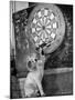 Clever Kitten is Snowball Pulls Darts out for Men of Royal Mint-null-Mounted Photographic Print