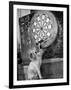 Clever Kitten is Snowball Pulls Darts out for Men of Royal Mint-null-Framed Photographic Print