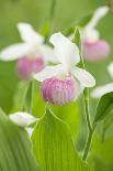 Lady Slipper Trio-CLHeesen-Stretched Canvas