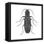 Click Beetle (Alaus Oculatus), Insects-Encyclopaedia Britannica-Framed Stretched Canvas