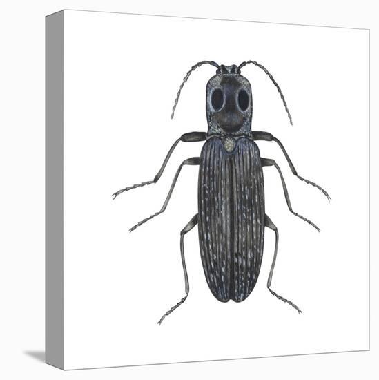 Click Beetle (Alaus Oculatus), Insects-Encyclopaedia Britannica-Stretched Canvas