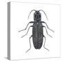 Click Beetle (Alaus Oculatus), Insects-Encyclopaedia Britannica-Stretched Canvas