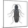 Click Beetle (Alaus Oculatus), Insects-Encyclopaedia Britannica-Mounted Poster