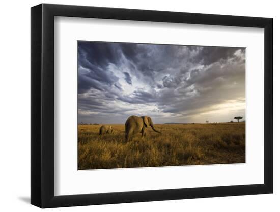 Premium Photographic Print, , large