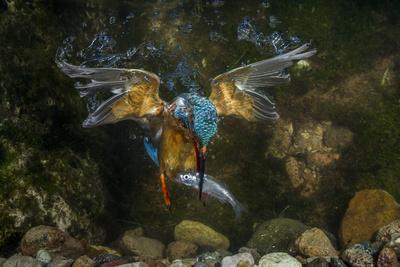 Kingfisher Posters & Wall Art Prints | AllPosters.com