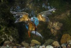Kingfisher Hunting a Fish Underwater-ClickAlps-Photographic Print