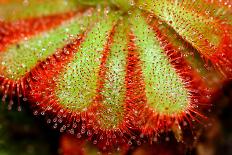 Closeup of Sundew (Carnivorous Plant), Drosera Aliciae-CLICKMANIS-Framed Photographic Print