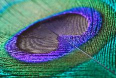 Peacock Feather Closeup-CLICKMANIS-Photographic Print