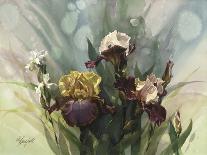 Hadfield Irises VI-Clif Hadfield-Art Print