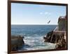 Cliff Diver Diving From El Mirador at Paseo Claussen, Mazatlan, Mexico-Charles Sleicher-Framed Photographic Print