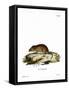 Cliff Mouse-null-Framed Stretched Canvas