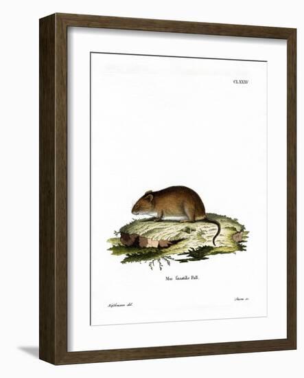 Cliff Mouse-null-Framed Giclee Print