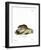 Cliff Mouse-null-Framed Giclee Print