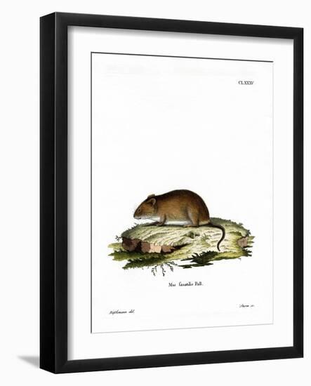 Cliff Mouse-null-Framed Giclee Print