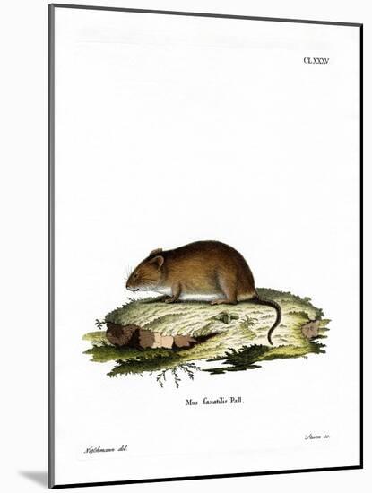 Cliff Mouse-null-Mounted Giclee Print