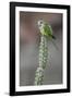 Cliff parakeets perched on cactus, Red-fronted Macaw Community Nature Reserve, Bolivia-Bernard Castelein-Framed Photographic Print