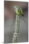 Cliff parakeets perched on cactus, Red-fronted Macaw Community Nature Reserve, Bolivia-Bernard Castelein-Mounted Photographic Print