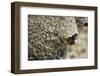 Cliff Swallow, Emerging from Nest-Ken Archer-Framed Photographic Print