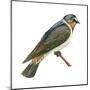 Cliff Swallow (Petrochelidon Pyrrhonota), Birds-Encyclopaedia Britannica-Mounted Poster