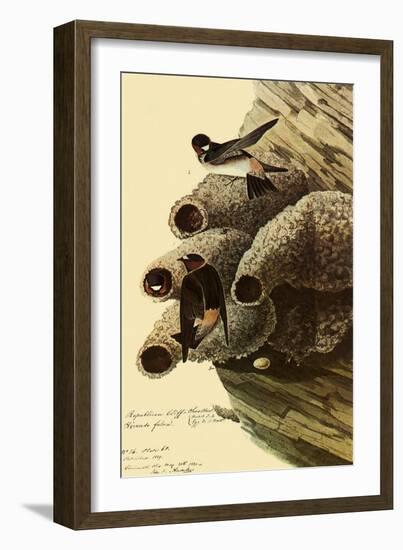 Cliff Swallows-John James Audubon-Framed Giclee Print