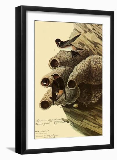 Cliff Swallows-John James Audubon-Framed Giclee Print