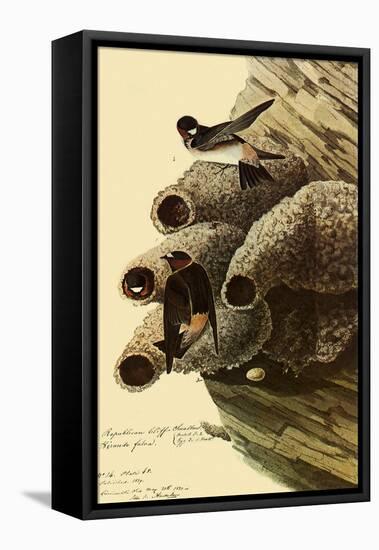Cliff Swallows-John James Audubon-Framed Stretched Canvas