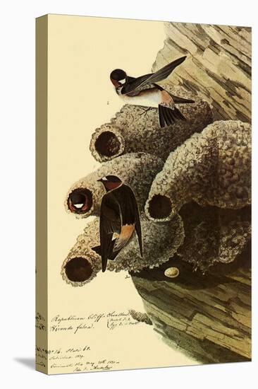 Cliff Swallows-John James Audubon-Stretched Canvas