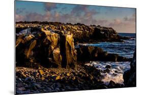 Cliffs of Espanola Island, Galapagos Islands, UNESCO World Heritage Site, Ecuador, South America-Laura Grier-Mounted Photographic Print