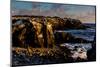 Cliffs of Espanola Island, Galapagos Islands, UNESCO World Heritage Site, Ecuador, South America-Laura Grier-Mounted Photographic Print