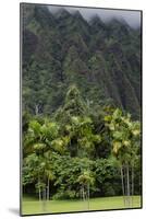 Cliffs of Koolau Mountains Above Palm Trees, Oahu, Hawaii, USA-Charles Crust-Mounted Photographic Print