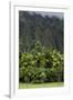 Cliffs of Koolau Mountains Above Palm Trees, Oahu, Hawaii, USA-Charles Crust-Framed Photographic Print