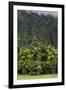 Cliffs of Koolau Mountains Above Palm Trees, Oahu, Hawaii, USA-Charles Crust-Framed Photographic Print