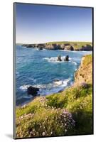 Clifftop View of Porthcothan Bay with Spring Wildflowers, Cornwall, England. Spring-Adam Burton-Mounted Photographic Print