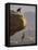 Climber Dangling-null-Framed Stretched Canvas