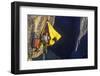 Climber in His Hanging Camp Sleeps on the Side of a Mountain.-Greg Epperson-Framed Photographic Print