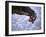 Climber on Edge of Rock, USA-Michael Brown-Framed Premium Photographic Print