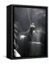 Climber Showered with Water in Cave, Mexico-Michael Brown-Framed Stretched Canvas