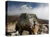 Climber Tackles a Difficult Boulder Problem on the Glacial Moraine at Tangnag-David Pickford-Stretched Canvas