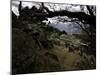 Climbers Hiking Through Small Mountain Village, Nepal-David D'angelo-Mounted Photographic Print