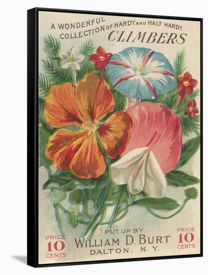 Climbers Seed Packet-Lantern Press-Framed Stretched Canvas