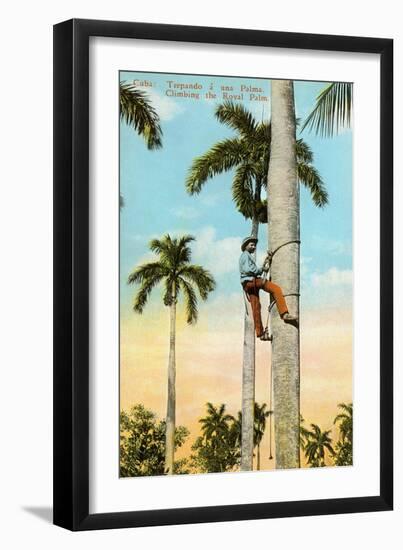 Climbing a Royal Palm, Cuba-null-Framed Art Print