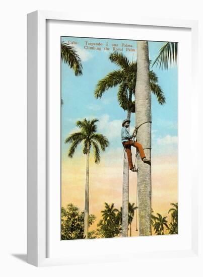 Climbing a Royal Palm, Cuba-null-Framed Art Print