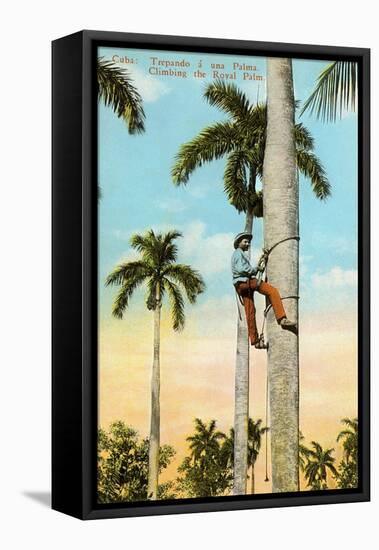 Climbing a Royal Palm, Cuba-null-Framed Stretched Canvas