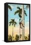 Climbing a Royal Palm, Cuba-null-Framed Stretched Canvas
