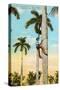 Climbing a Royal Palm, Cuba-null-Stretched Canvas