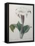 Climbing Angel Trumpet-Pierre-Joseph Redoute-Framed Stretched Canvas