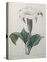 Climbing Angel Trumpet-Pierre-Joseph Redoute-Stretched Canvas