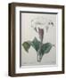 Climbing Angel Trumpet-Pierre-Joseph Redoute-Framed Art Print